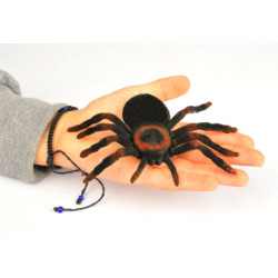 Set 3 RAGNI PELOSI cm12